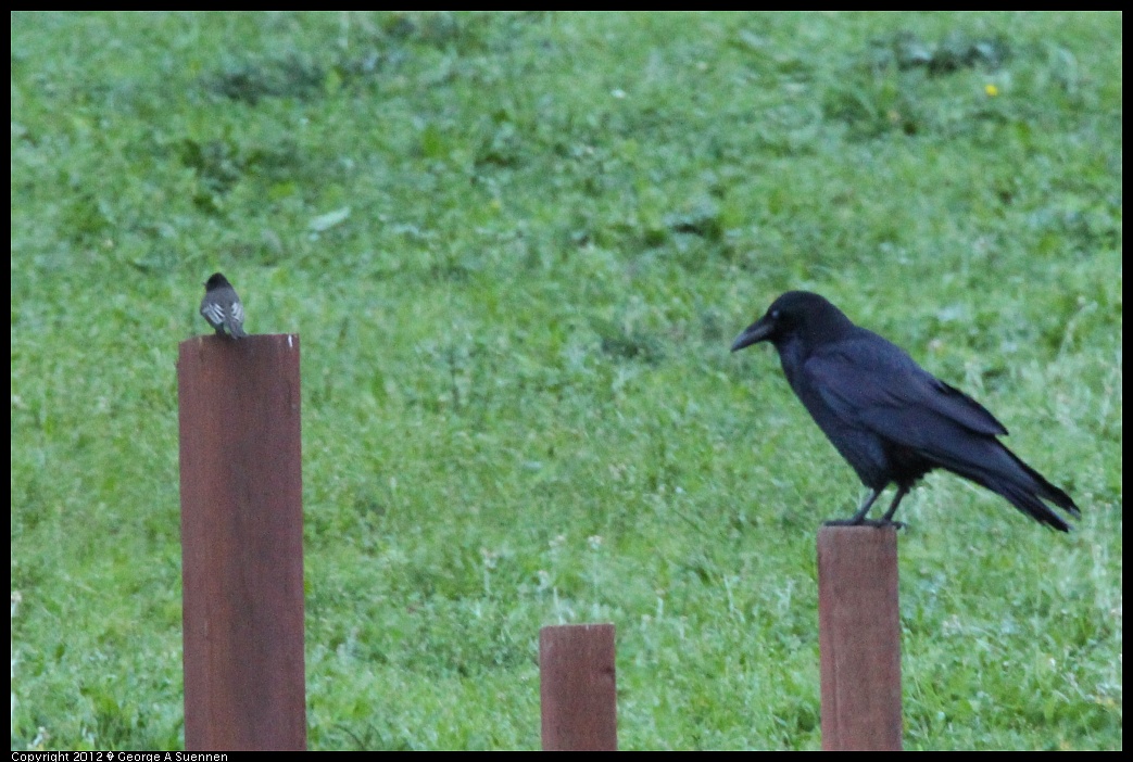 1210-081222-03.jpg - Common Raven and Black Phoebe