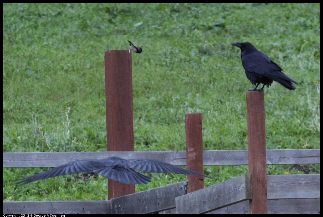 1210-081239-02.jpg - Common Raven and Black Phoebe