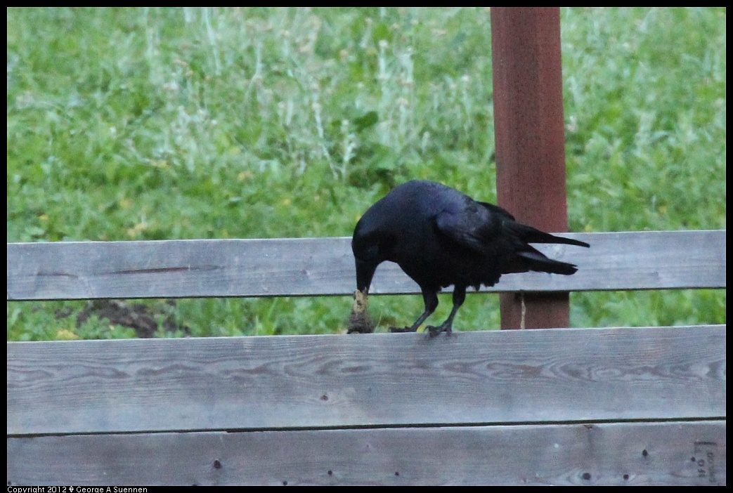 1210-081321-01.jpg - Common Raven