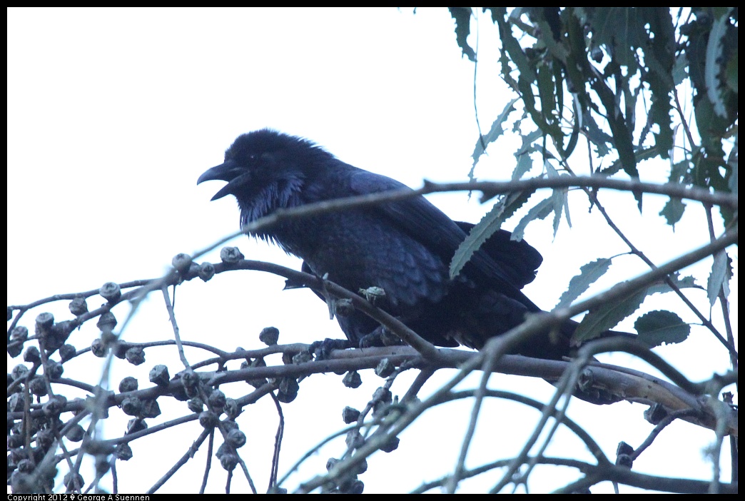 1210-083412-01.jpg - Common Raven