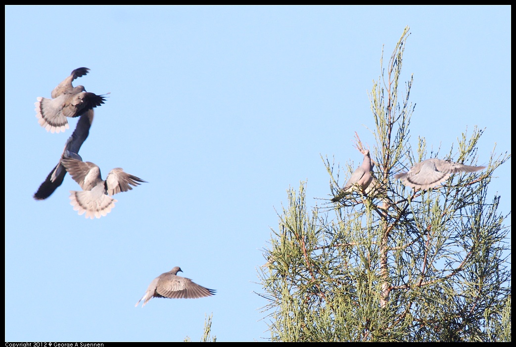 1210-085045-04.jpg - Band-tailed Pigeon