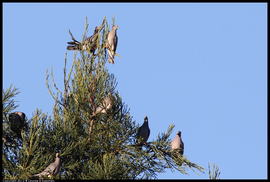 1210-085110-01.jpg - Band-tailed Pigeon