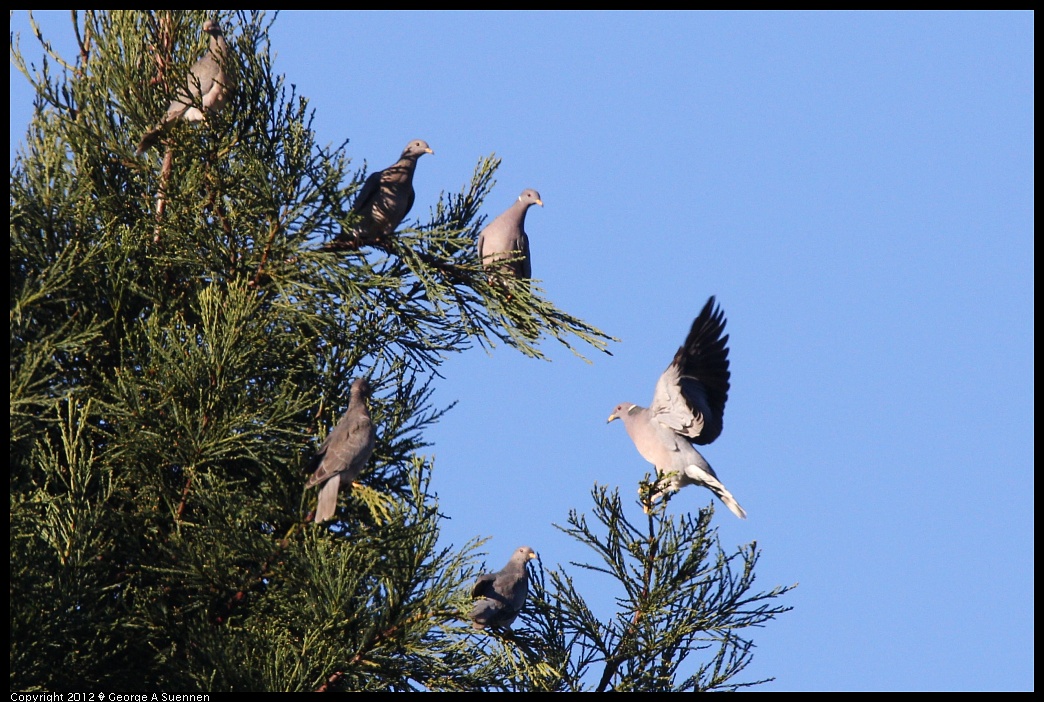 1210-085144-02.jpg - Band-tailed Pigeon