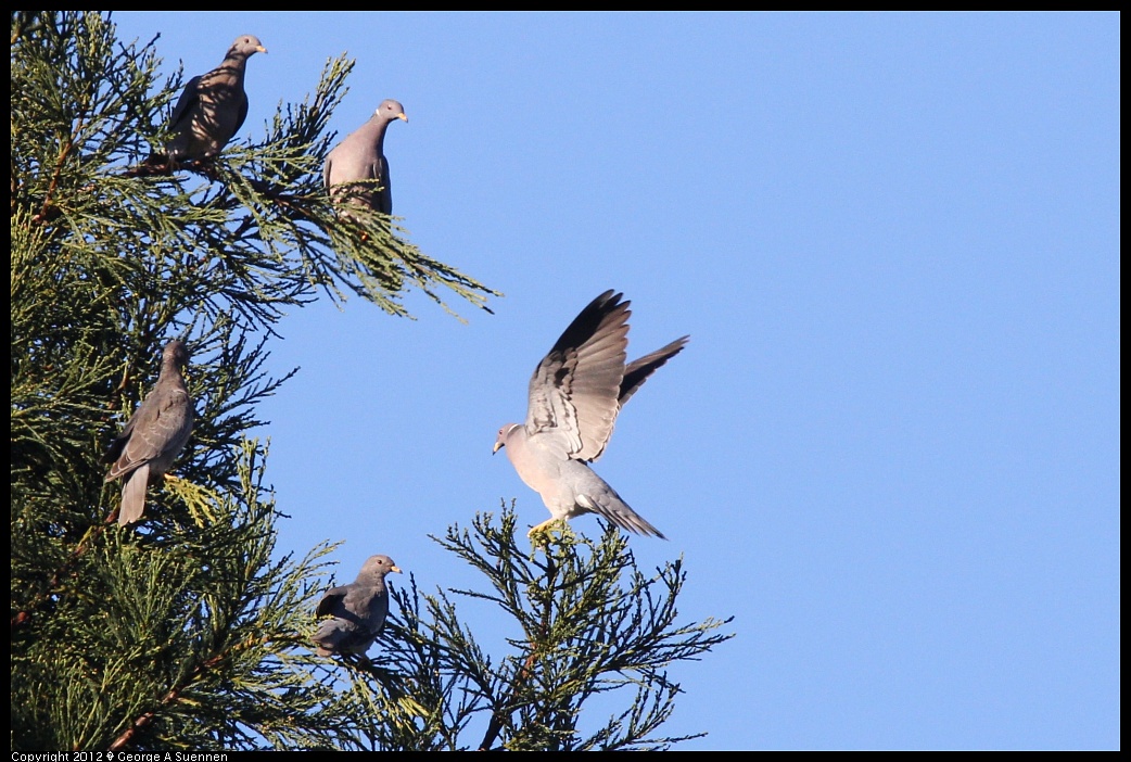 1210-085144-03.jpg - Band-tailed Pigeon