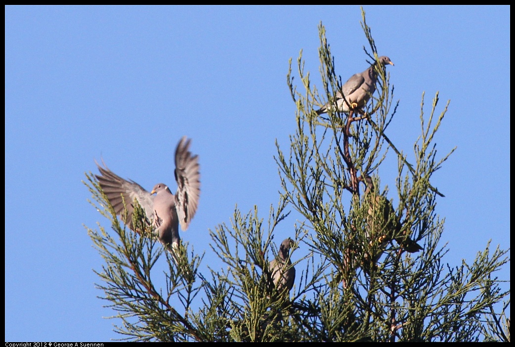 1210-085151-05.jpg - Band-tailed Pigeon