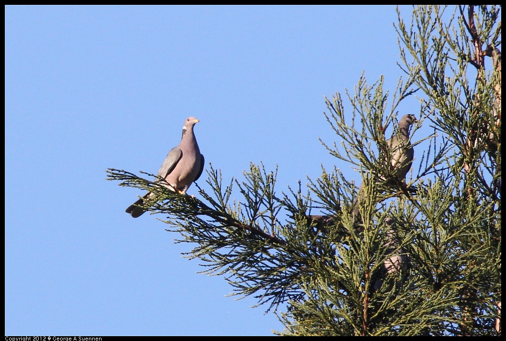1210-085153-02.jpg - Band-tailed Pigeon