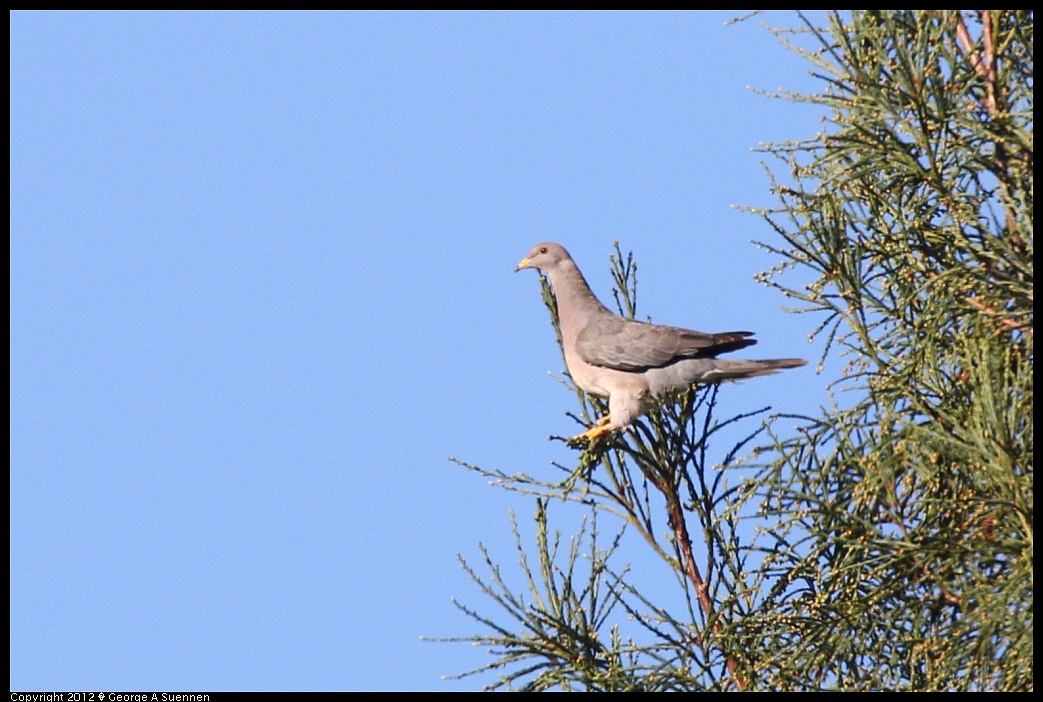 1210-085203-01.jpg - Band-tailed Pigeon