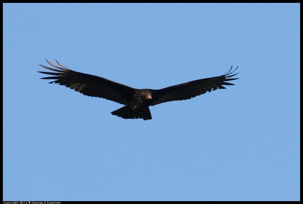 1210-085226-02.jpg - Turkey Vulture