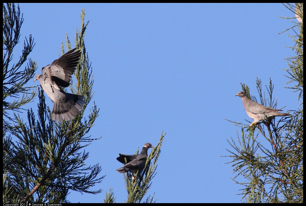 1210-085232-02.jpg - Band-tailed Pigeon