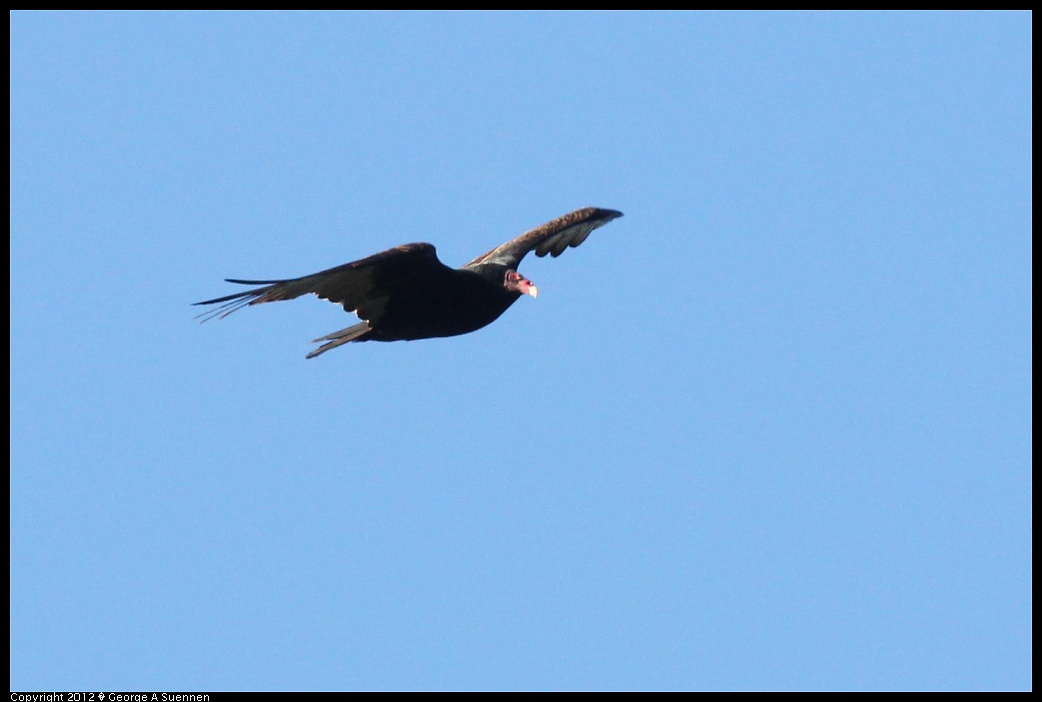 1210-085344-02.jpg - Turkey Vulture