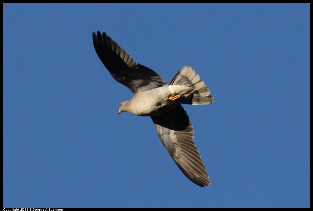 1210-090409-04.jpg - Band-tailed Pigeon