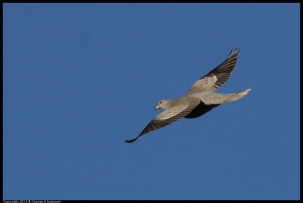 1210-090411-02.jpg - Band-tailed Pigeon