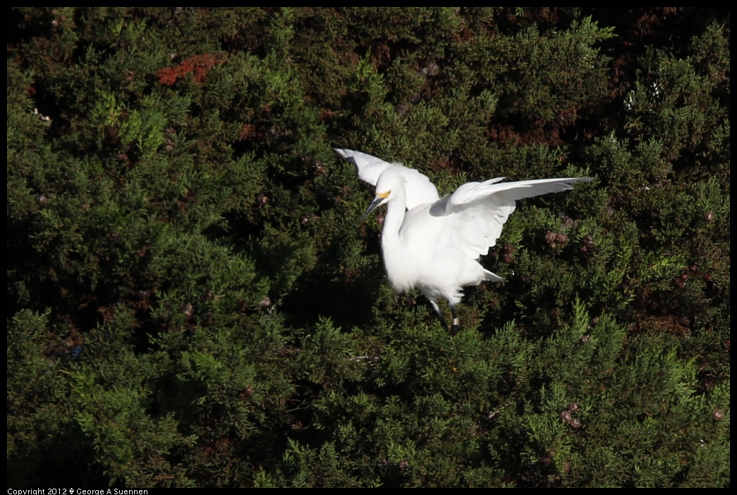 1219-092027-05.jpg - Snowy Egret