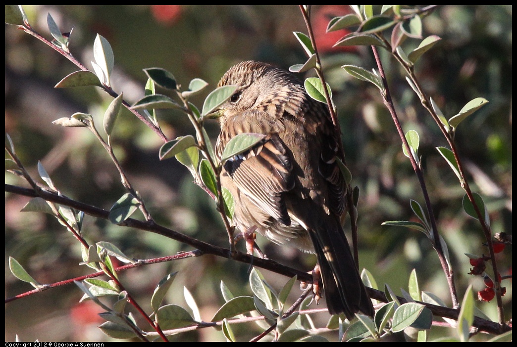 1219-092357-01.jpg - Golden-crowned Sparrow