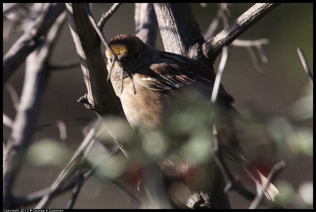 1219-092448-01.jpg - Golden-crowned Sparrow
