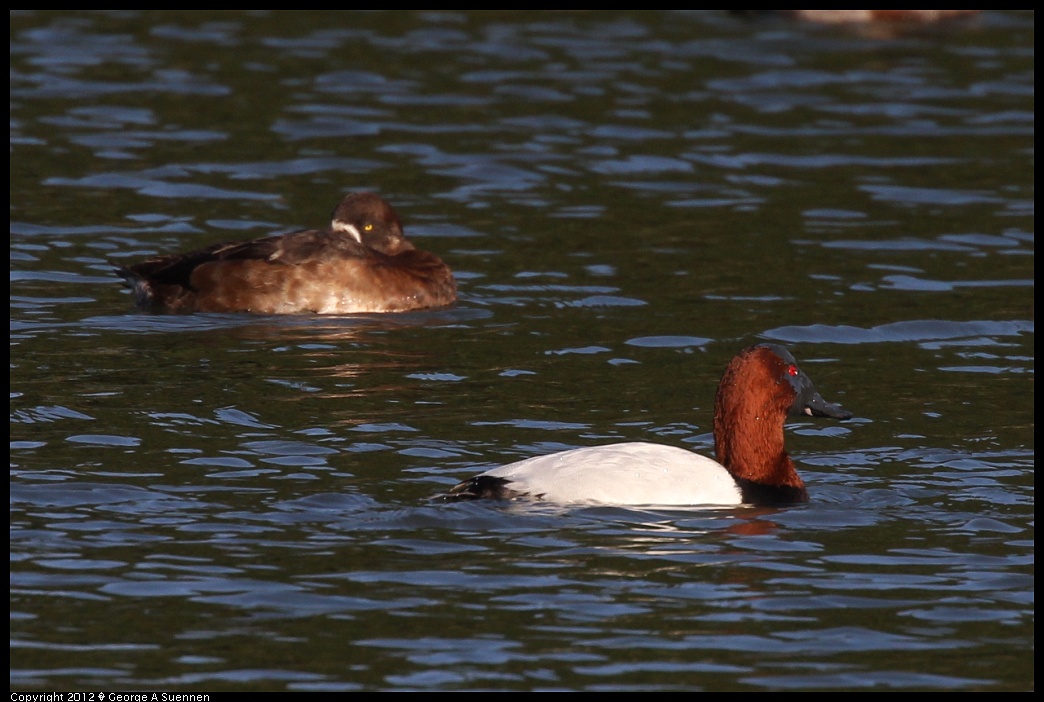 1219-092812-01.jpg - Canvasback and Scaup