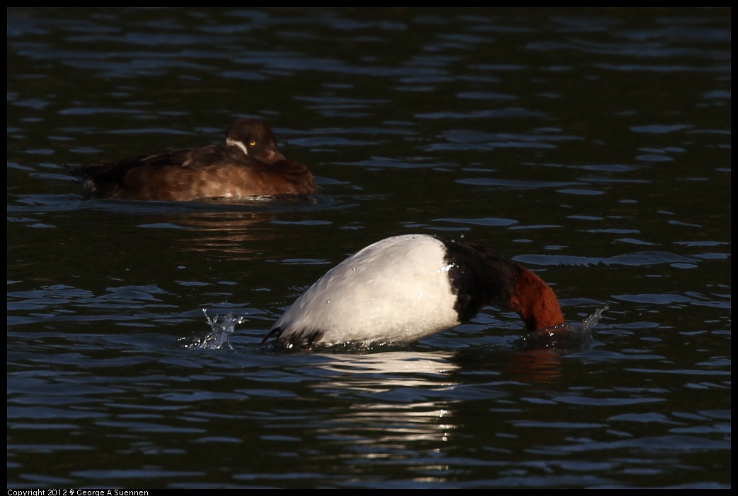1219-092813-01.jpg - Canvasback and Scaup