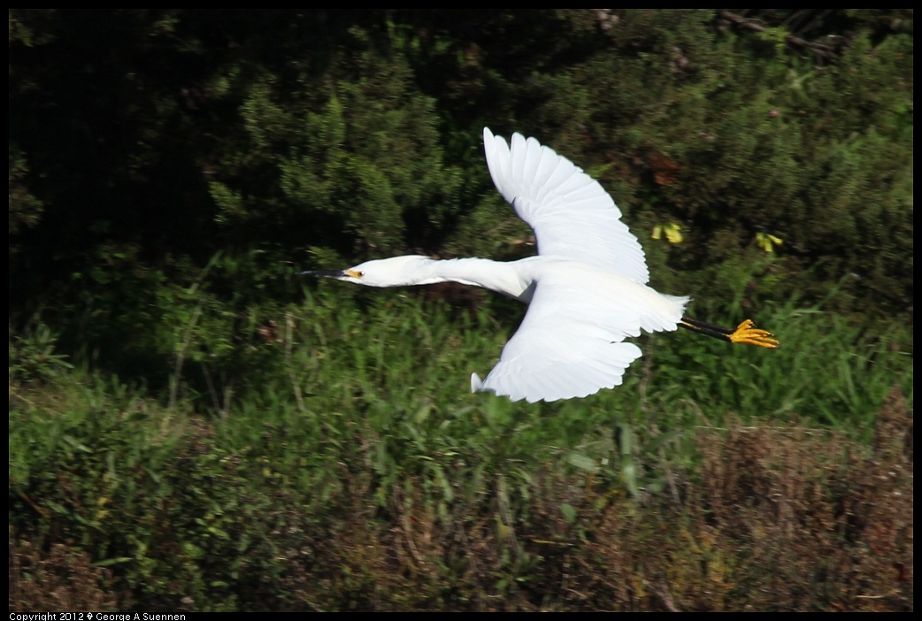 1219-093214-02.jpg - Snowy Egret