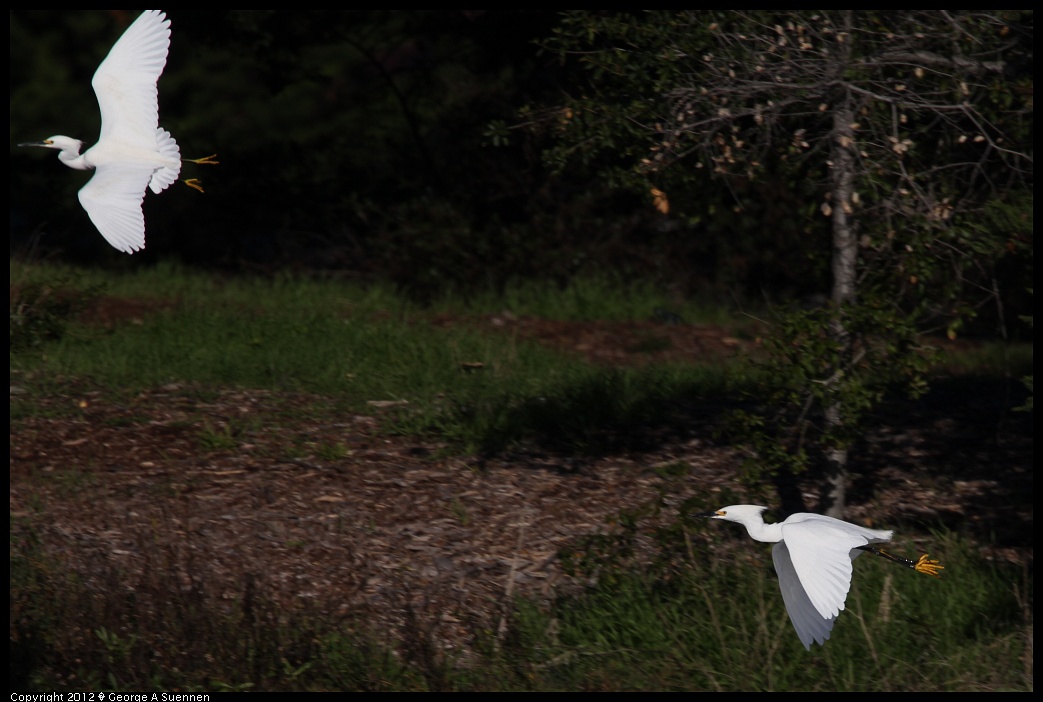 1219-093219-03.jpg - Snowy Egret