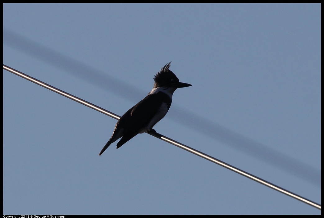 1219-093531-02.jpg - Belted Kingfisher