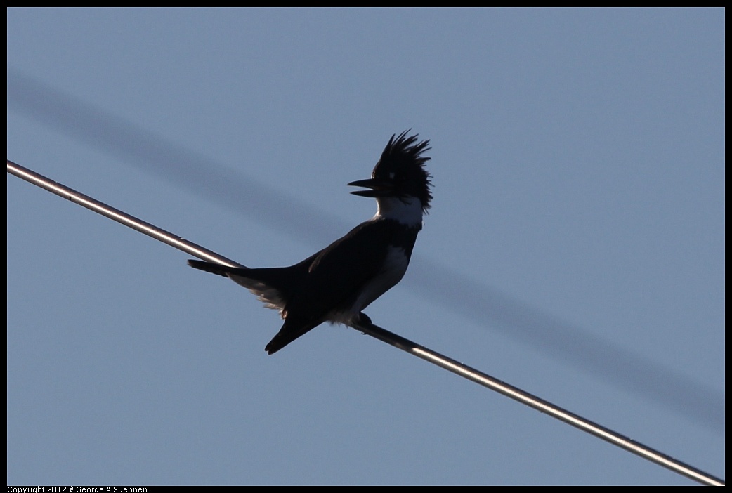 1219-093532-01.jpg - Belted Kingfisher