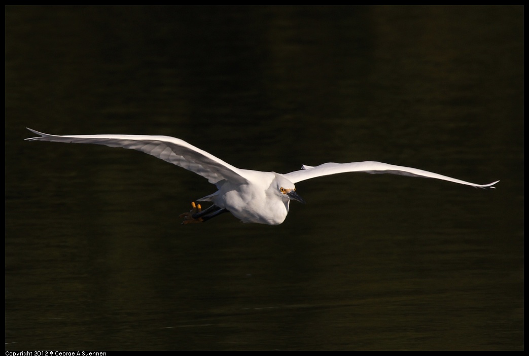 1219-093624-04.jpg - Snowy Egret