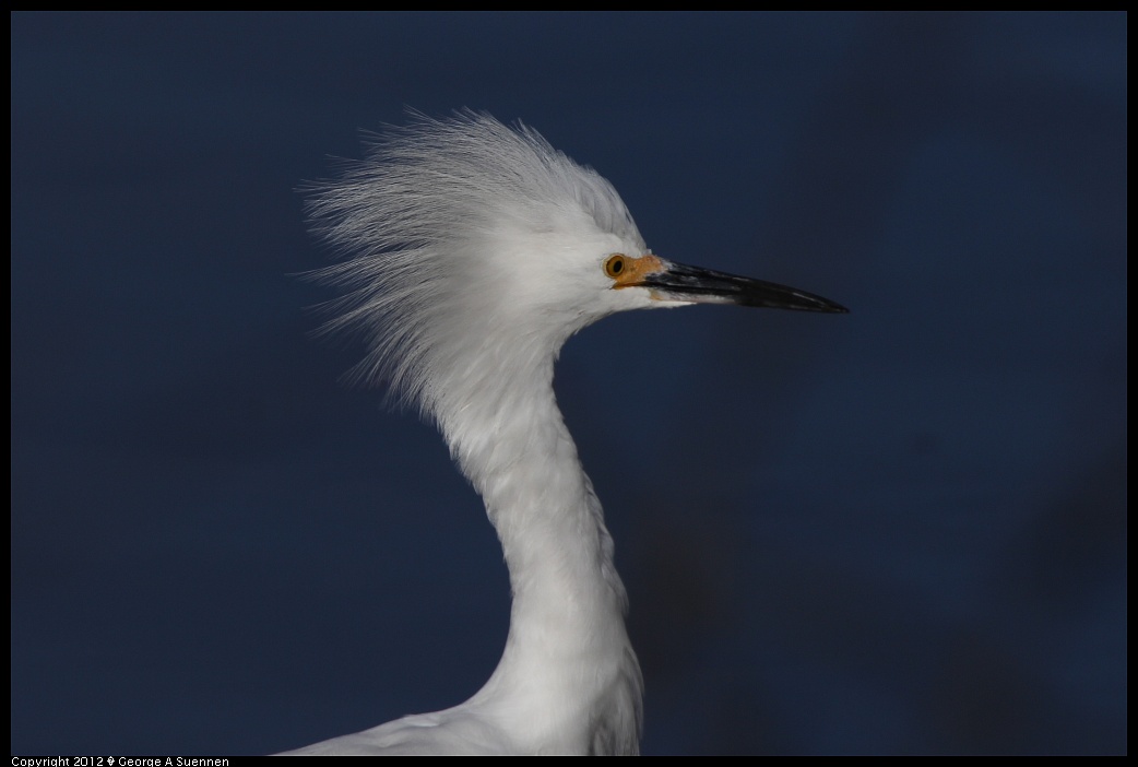 1219-093803-02.jpg - Snowy Egret