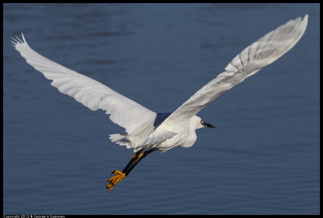 1219-093807-01.jpg - Snowy Egret