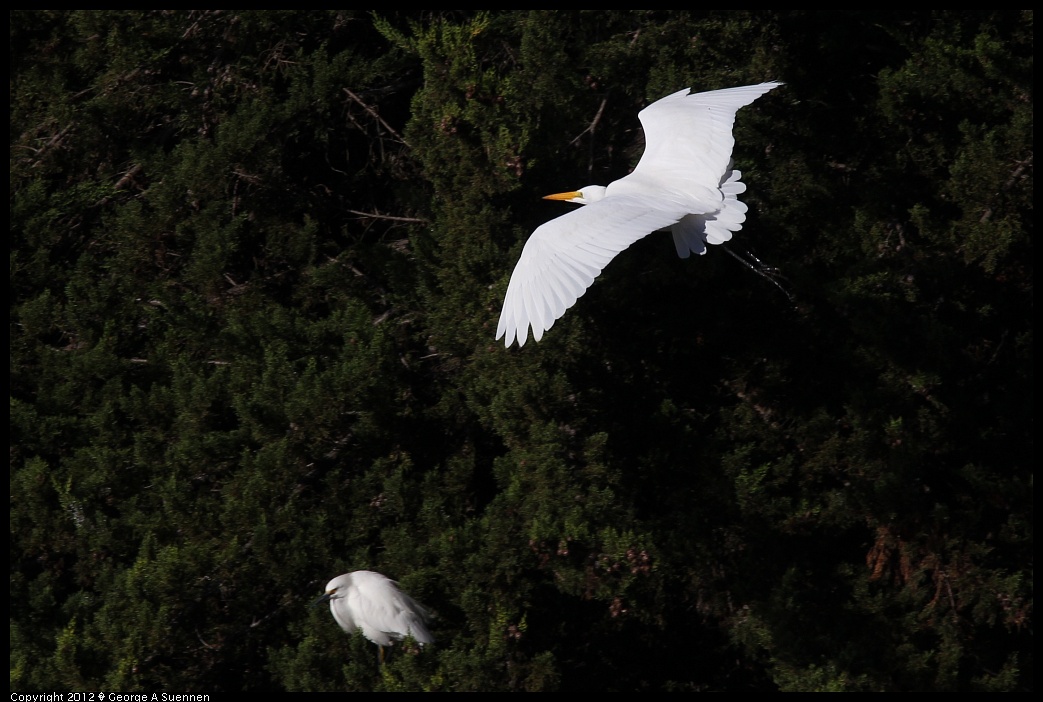 1219-094213-01.jpg - Great Egret