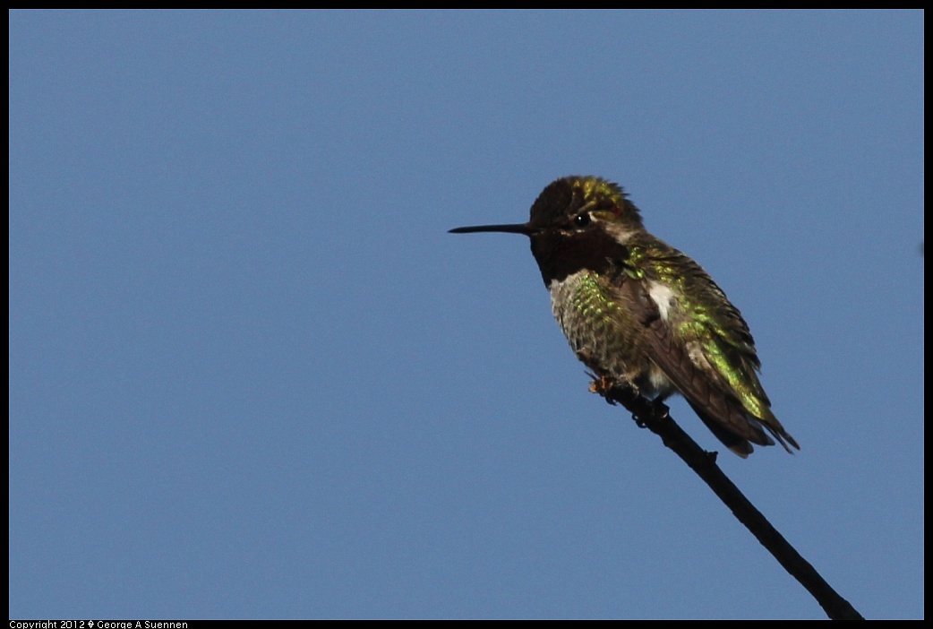 1219-094542-05.jpg - Anna's Hummingbird