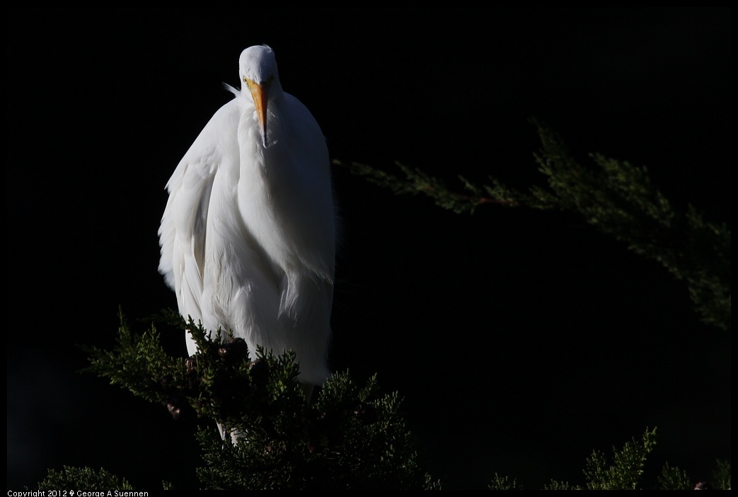 1219-094732-01.jpg - Great Egret