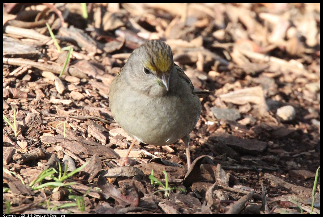 1219-095547-02.jpg - Golden-crowned Sparrow