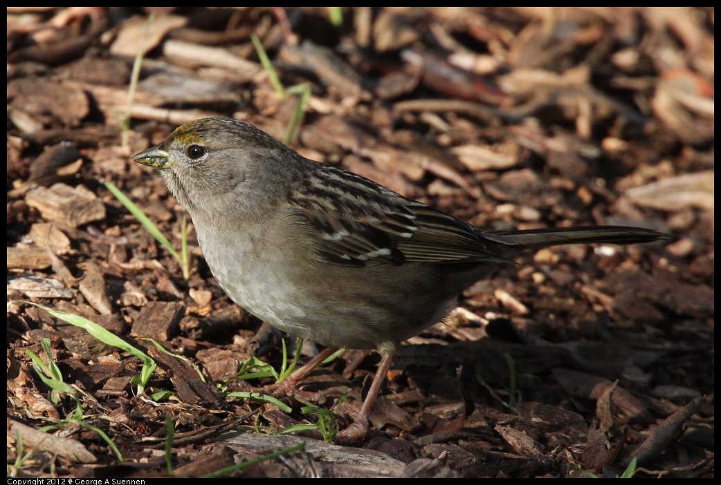 1219-095548-03.jpg - Golden-crowned Sparrow