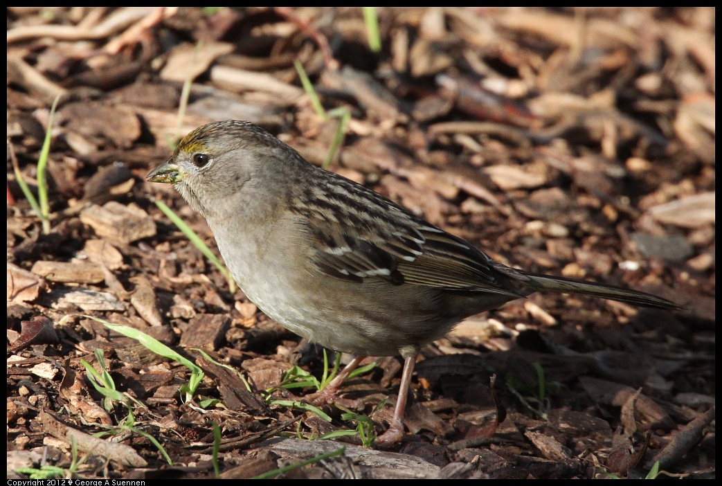 1219-095549-02.jpg - Golden-crowned Sparrow