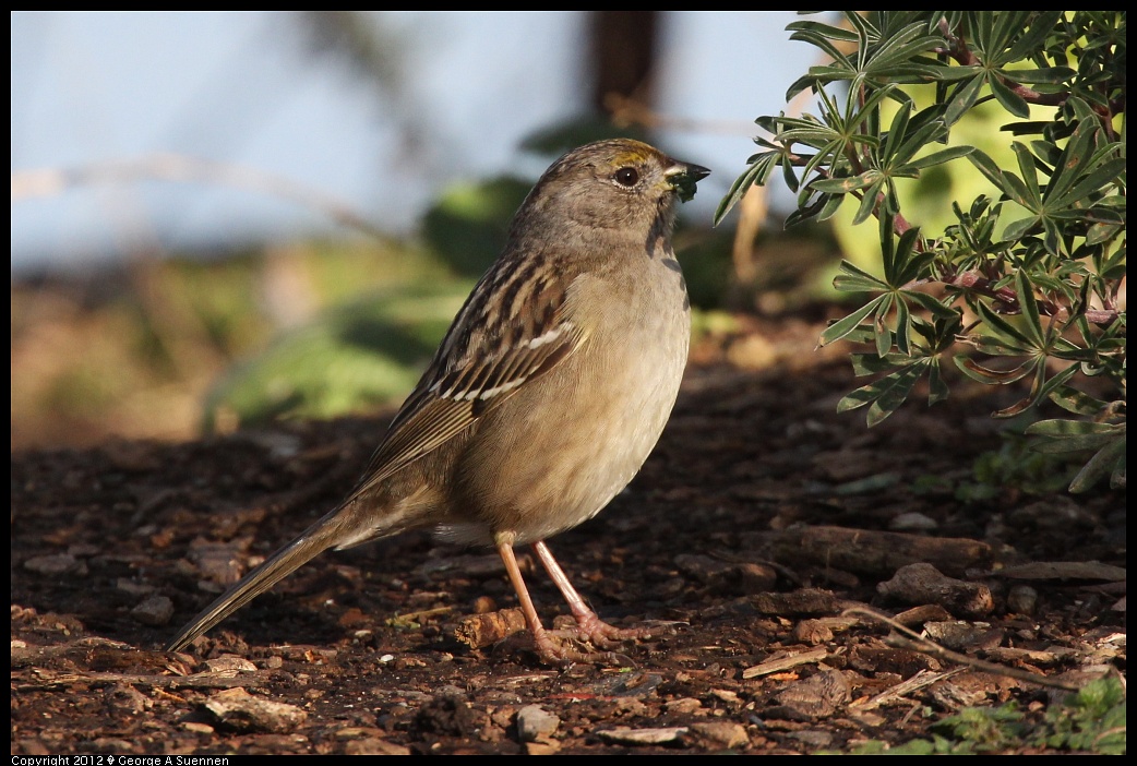 1219-095819-01.jpg - Golden-crowned Sparrow