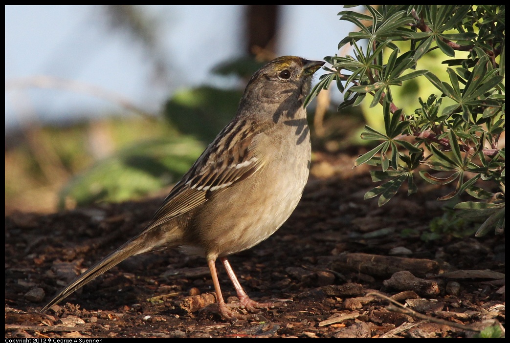 1219-095822-01.jpg - Golden-crowned Sparrow