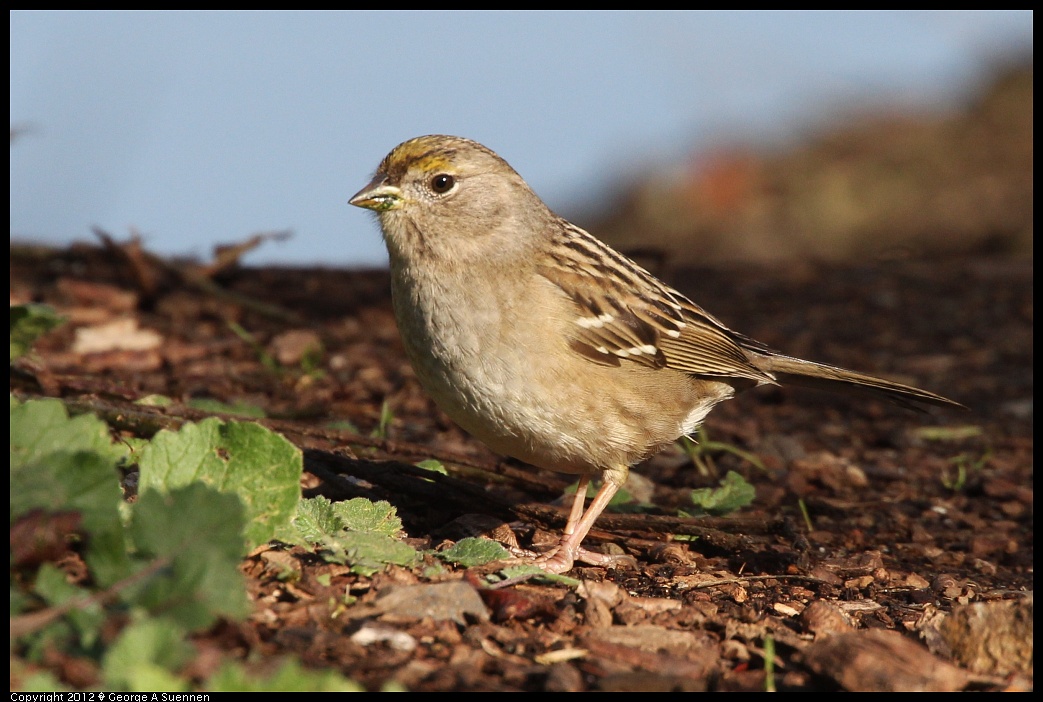 1219-095824-01.jpg - Golden-crowned Sparrow