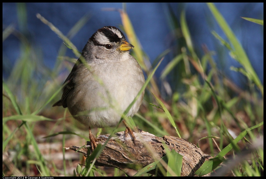 1219-100558-02.jpg - White-crowned Sparrow