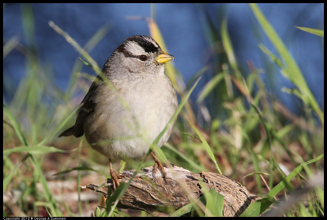 1219-100558-03.jpg - White-crowned Sparrow