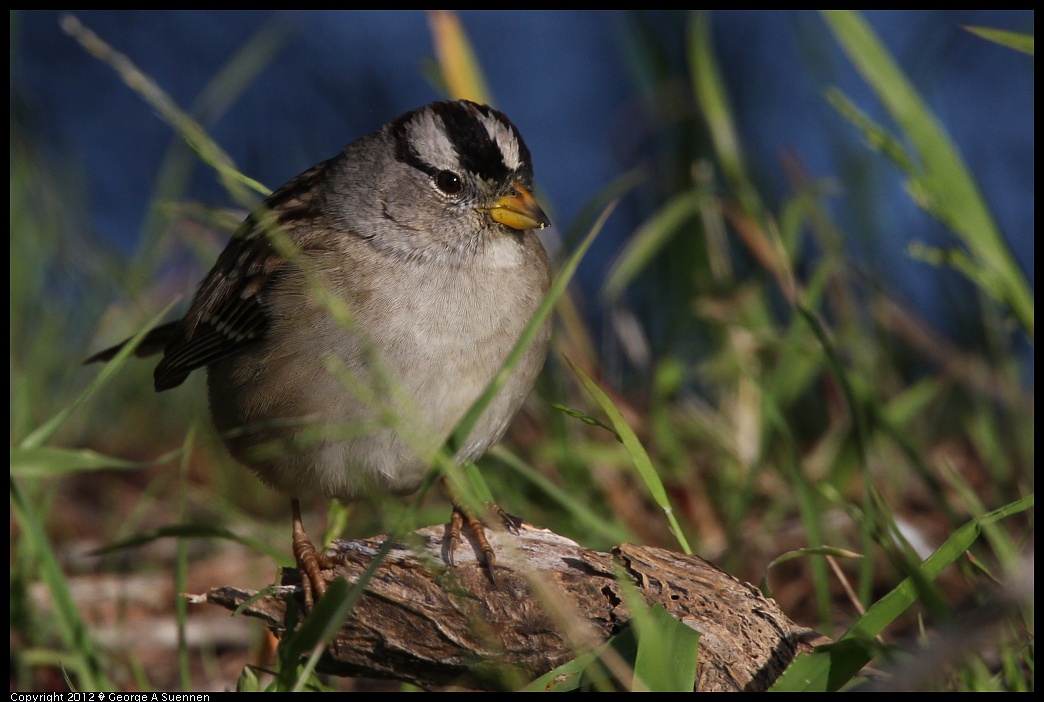 1219-100600-01.jpg - White-crowned Sparrow