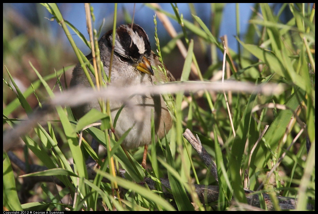 1219-100603-03.jpg - White-crowned Sparrow
