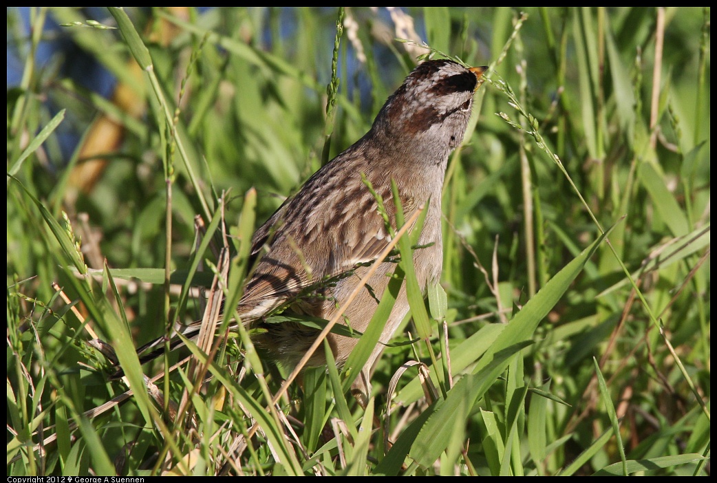 1219-100632-01.jpg - White-crowned Sparrow