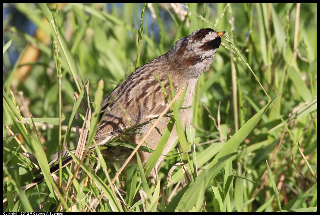1219-100632-02.jpg - White-crowned Sparrow