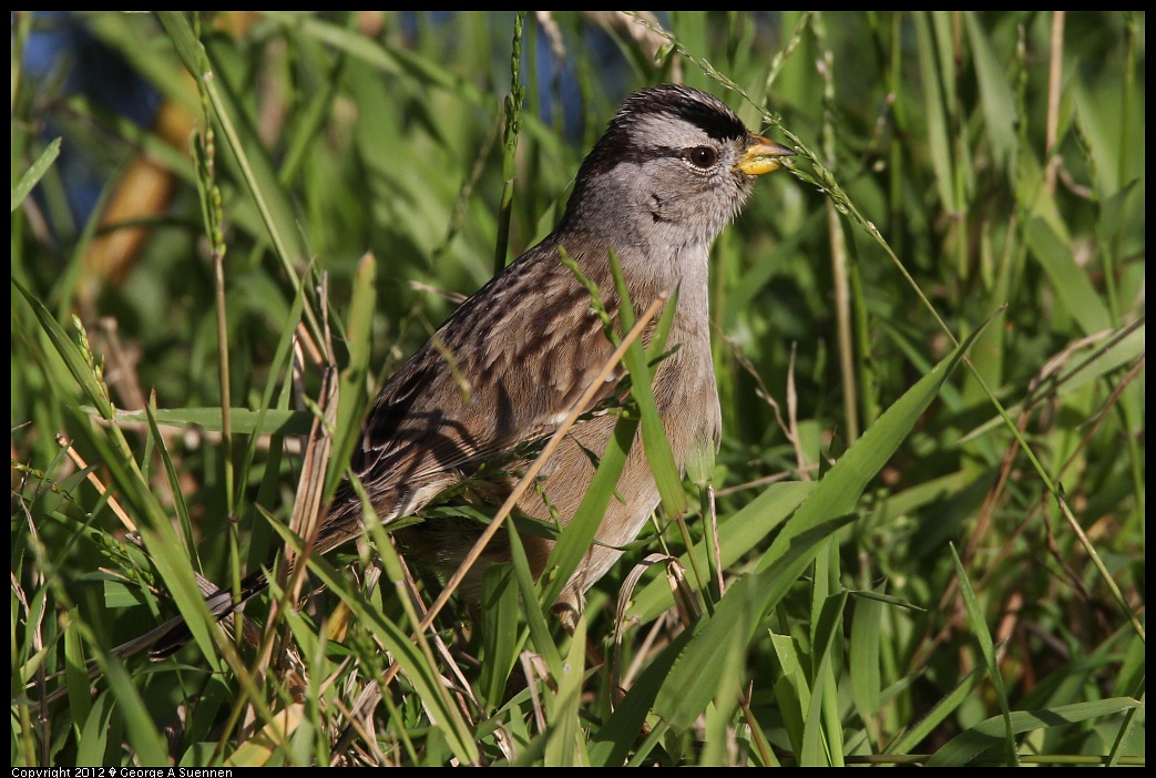1219-100633-04.jpg - White-crowned Sparrow