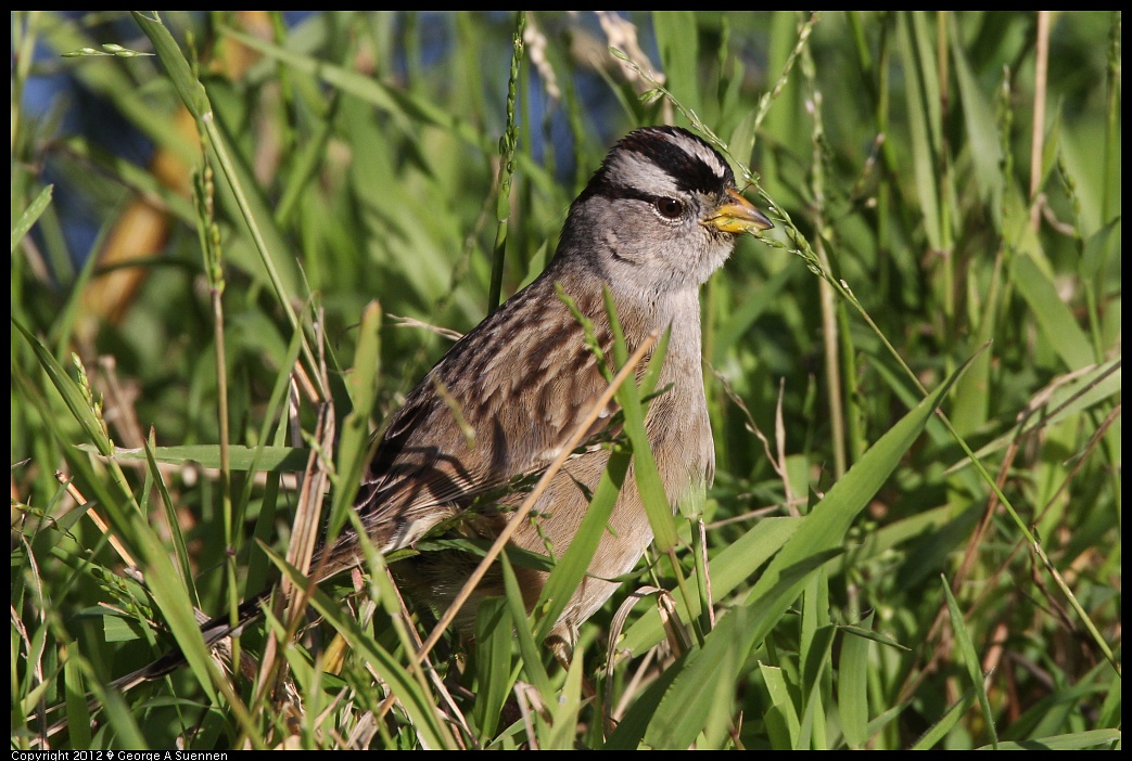 1219-100634-02.jpg - White-crowned Sparrow