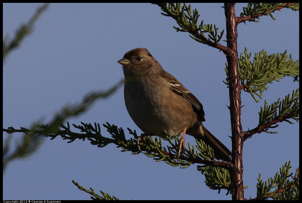1219-100806-04.jpg - Golden-crowned Sparrow