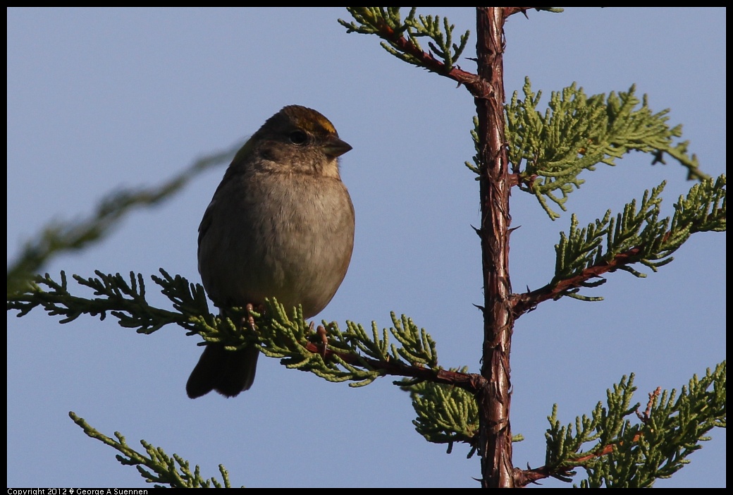 1219-100812-02.jpg - Golden-crowned Sparrow
