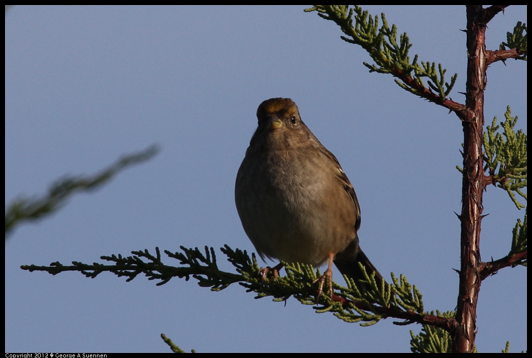 1219-100823-01.jpg - Golden-crowned Sparrow
