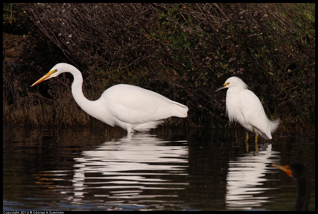 1219-101502-04.jpg - Great and Snowy Egret