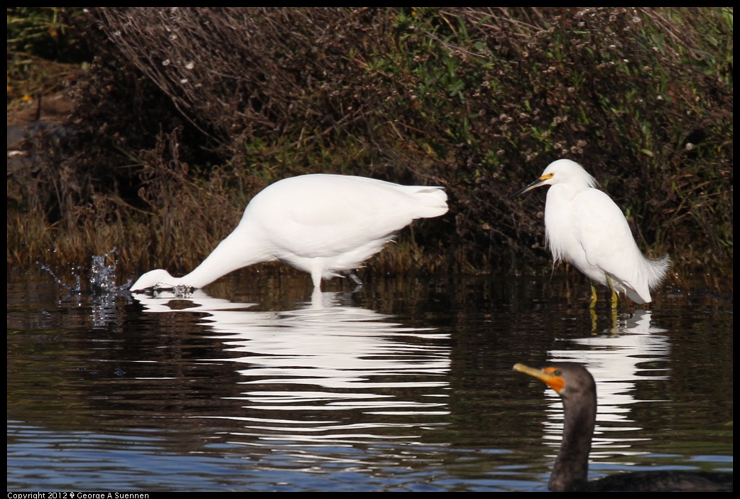 1219-101503-01.jpg - Great and Snowy Egret